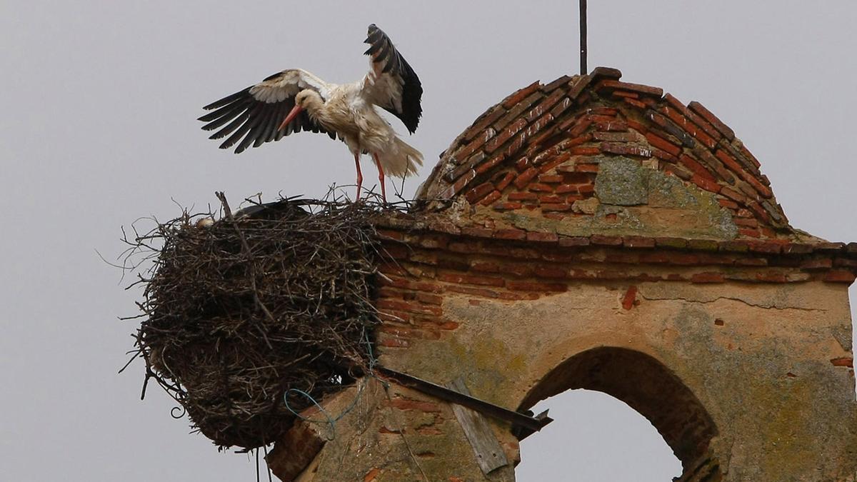 Una cigüeña en un campanario.