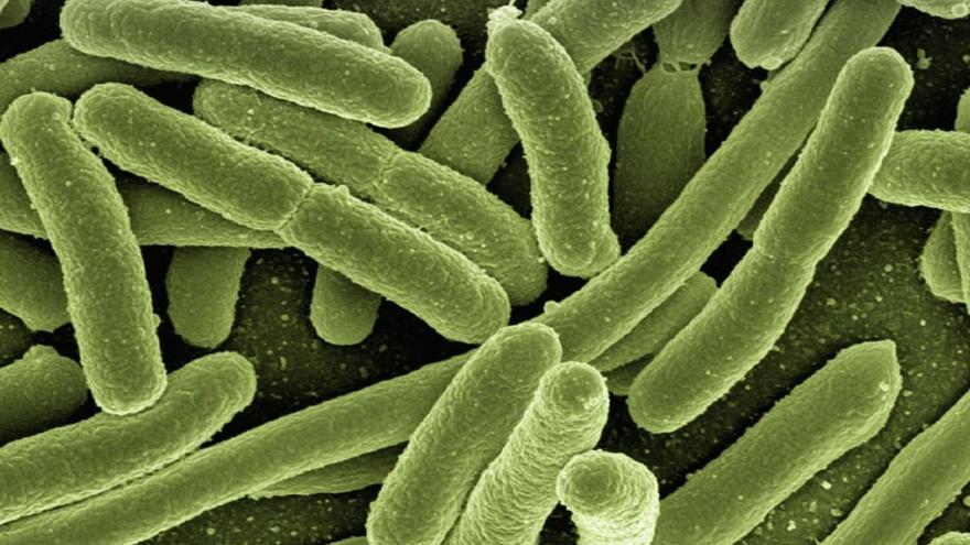 Un grupo de bacterias.