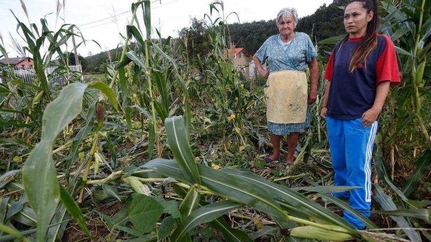 Ofelia Pulido y Maite Abad, en el huerto de maíz destrozado.