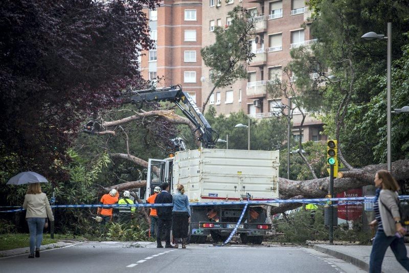 Imágenes de la caída de un árbol en la Calle Rioja