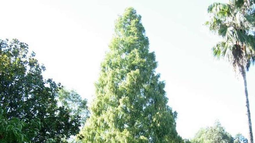La metasequoia que se encuentra plantada en Lourizán.