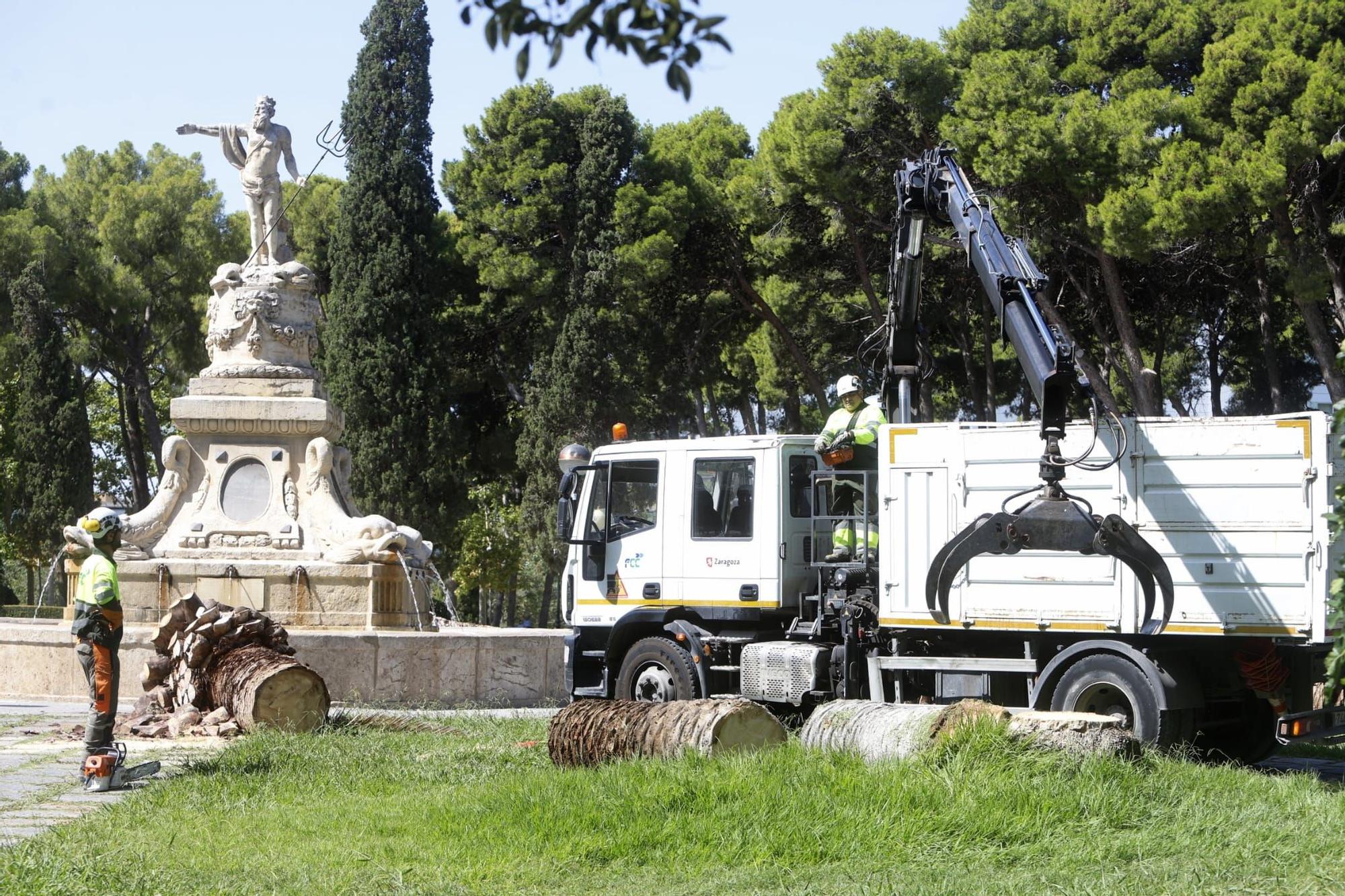 Adiós a 5 palmeras en el Parque Labordeta de Zaragoza