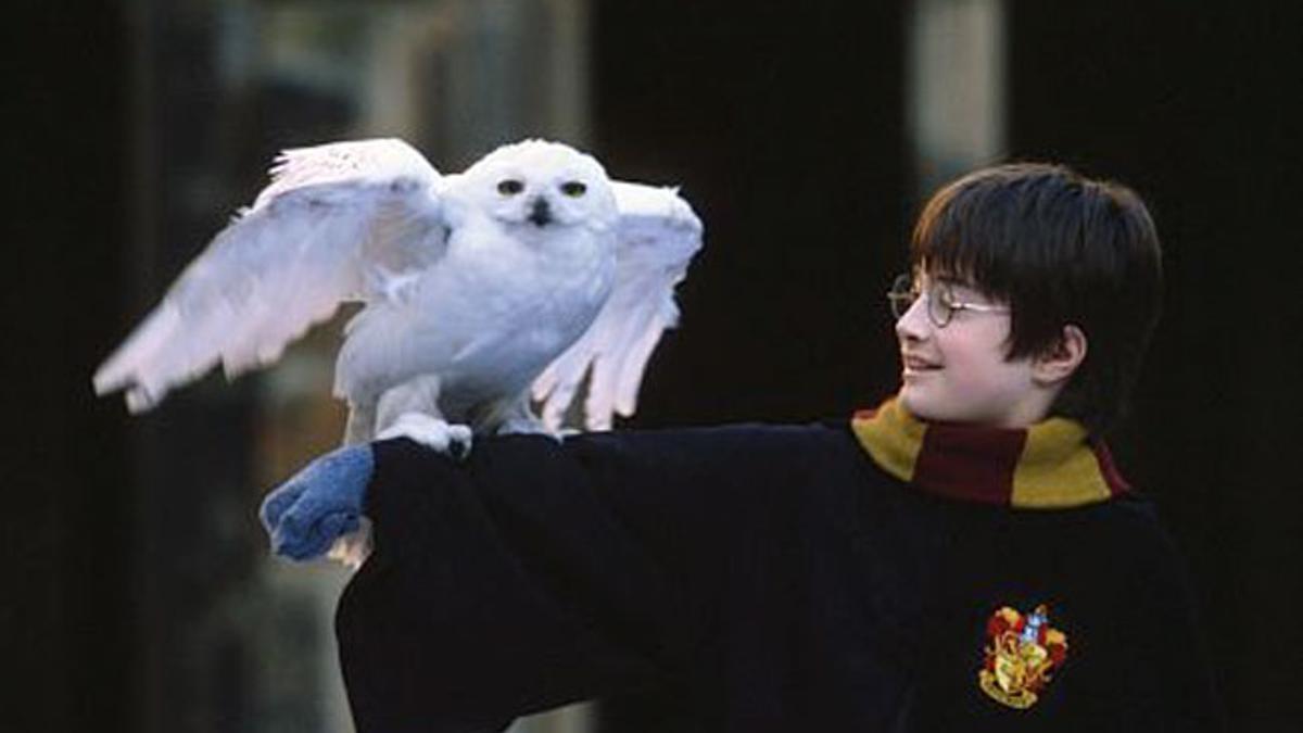 Harry Potter y Hedwig