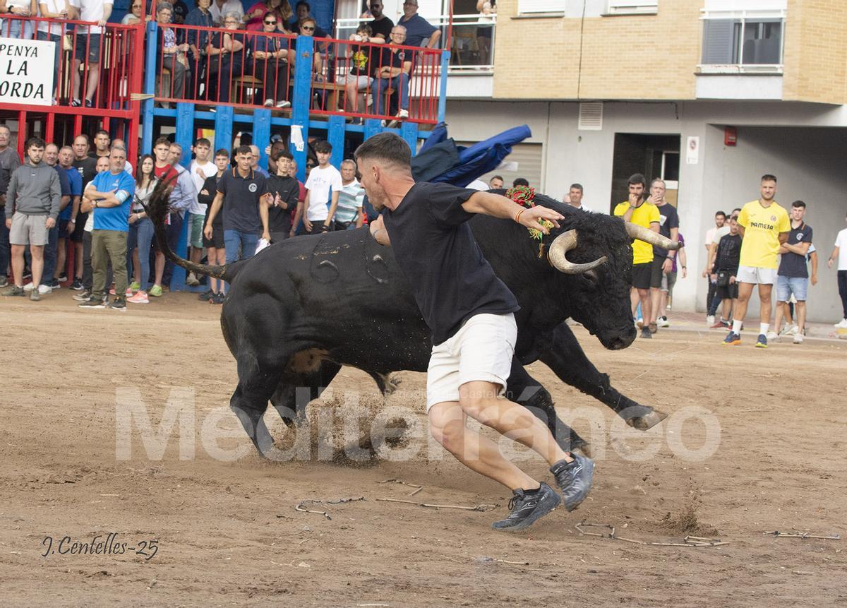 Bous a Les Alqueries 2025