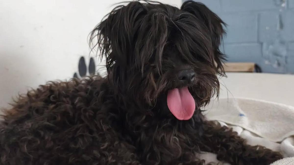 La perrita Valle está al cuidado de la protectora pontevedresa Os Palleiros.