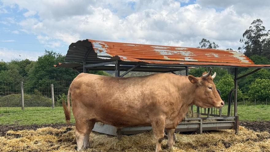 Los secretos de la vaca más cara de Galicia: así es Linda, la res de los 10.500 euros
