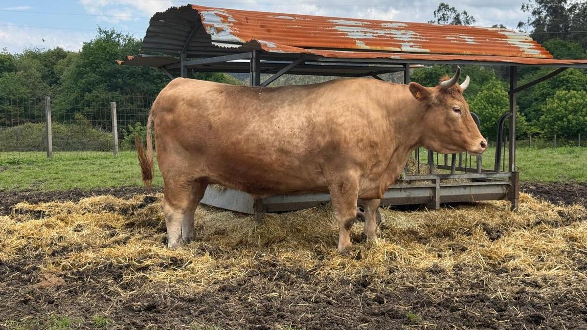 Los secretos de la vaca más cara de Galicia: así es Linda, la res de los 10.500 euros y unos 1.500 kilos