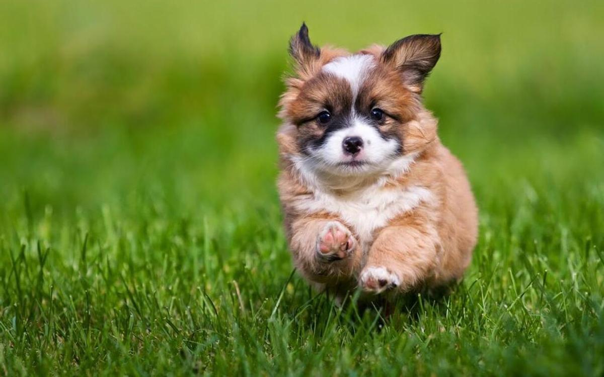 Un cachorro corre por el parque.