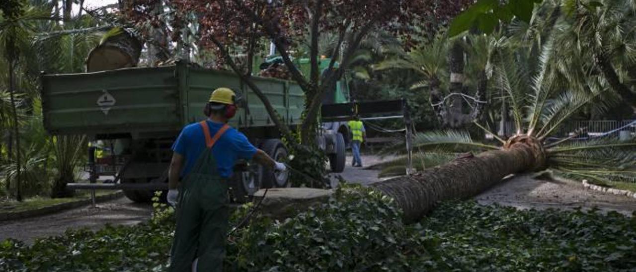 Técnicos durante el proceso de tala de una de las palmeras ubicadas dentro del Parque Municipal.