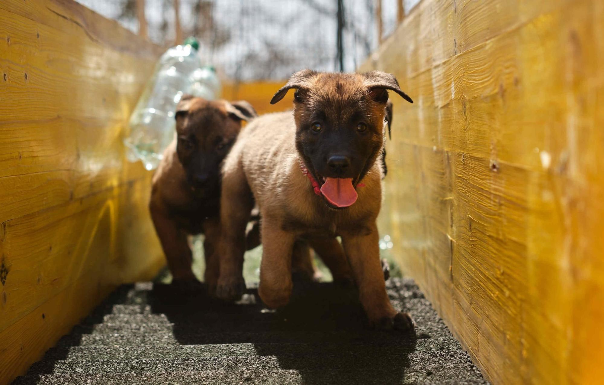 Estos son los nuevos cachorros de la Unidad Canina de la Policía Local de Santa Cruz