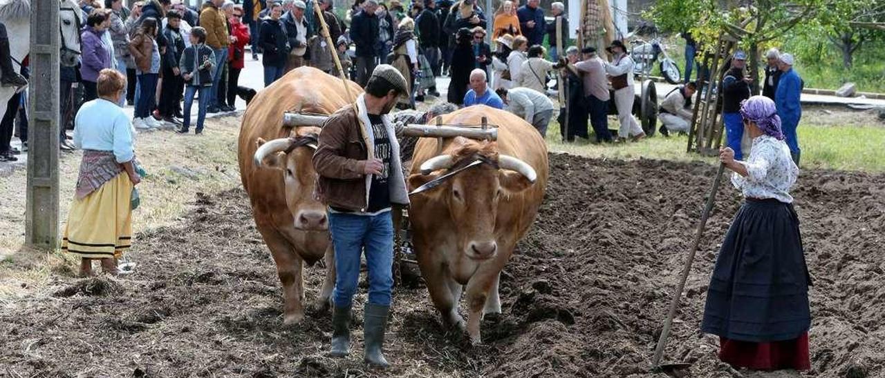 Un hombre tira de los dos bueyes para arar la finca. // Marta G. Brea