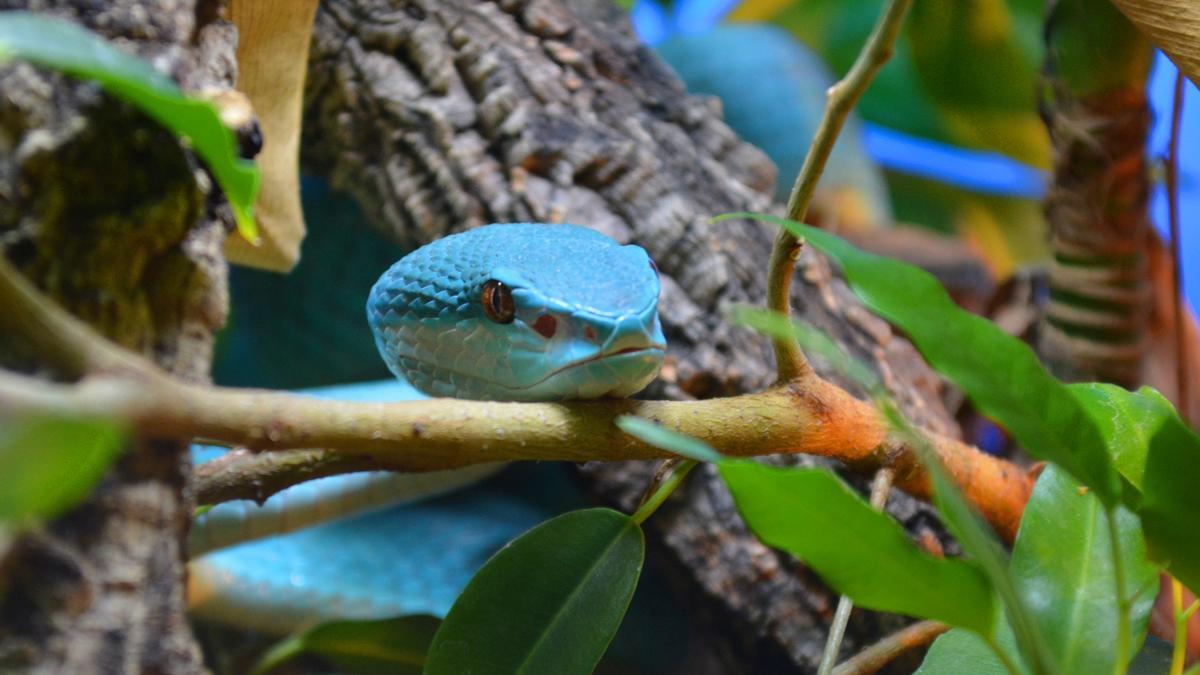 Serpiente venenosa en Terra Natura