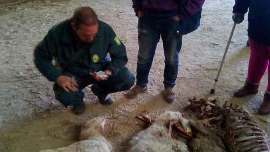 Un agente medioambiental toma los datos de la lobada de ayer en Luelmo de Sayago.