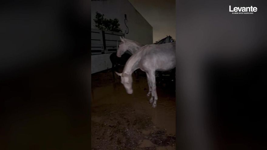 Milagro en la hípica de Aldaia: &quot;Antes morimos nosotros que los caballos&quot;