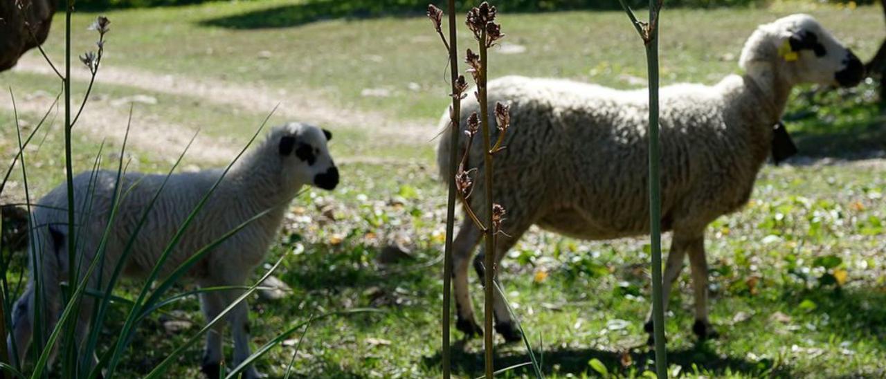 Las ovejas pastan en el campo de es Coll Gomà.