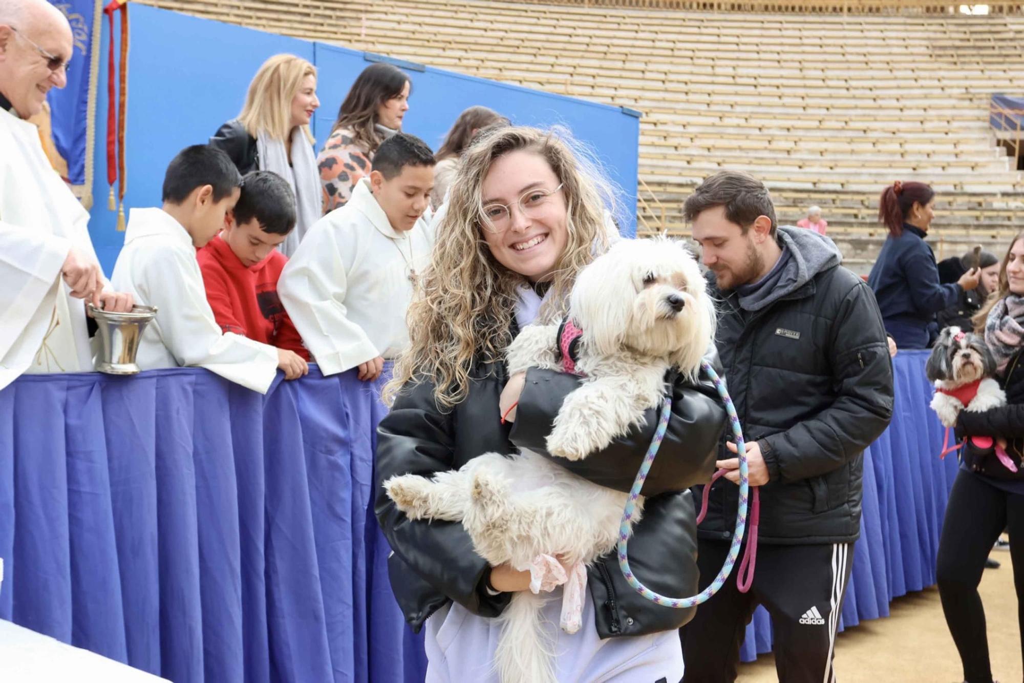 El Porrate de San Antón de Alicante culmina con la bendición de animales y llena de vida la Plaza de Toros