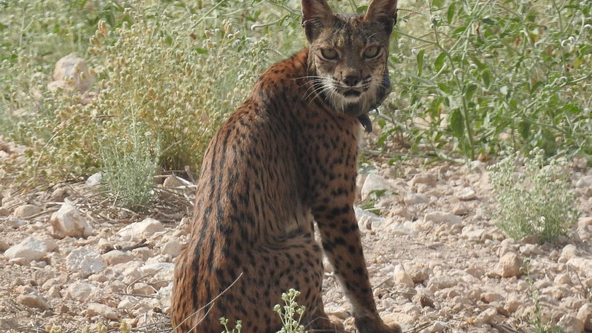 El lince ibérico Urtsu en Las Tierras Altas de Lorca.