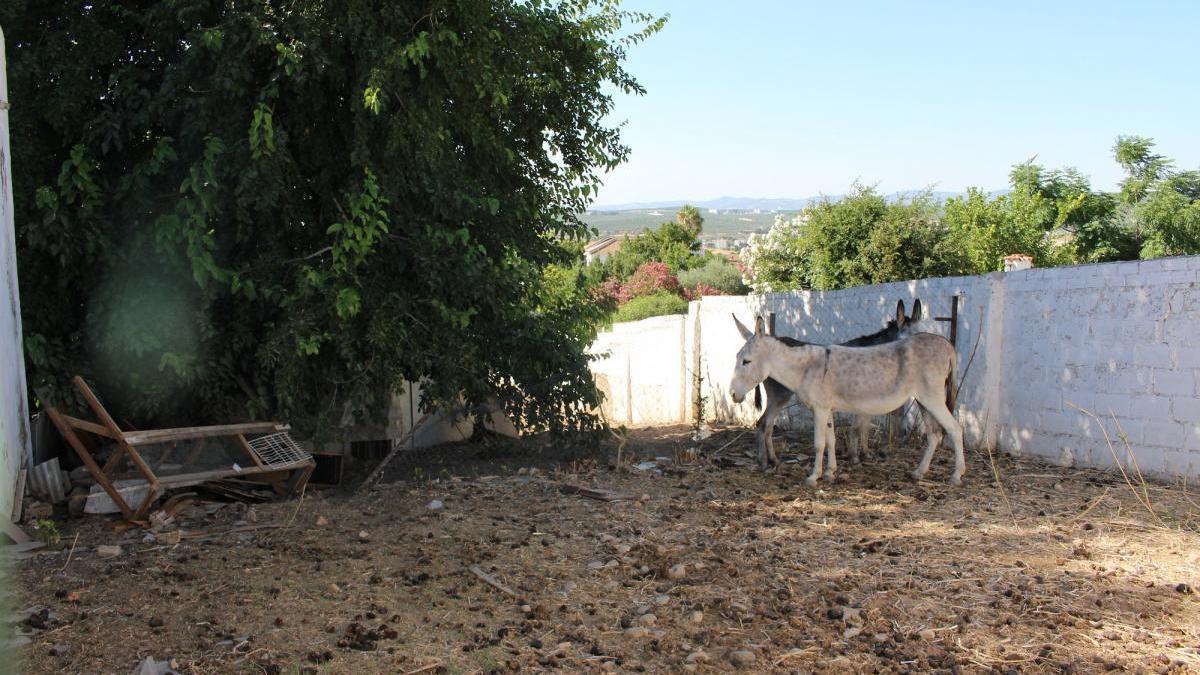 Inmovilizados 10 animales de los dos núcleos zoológicos sin control sanitario