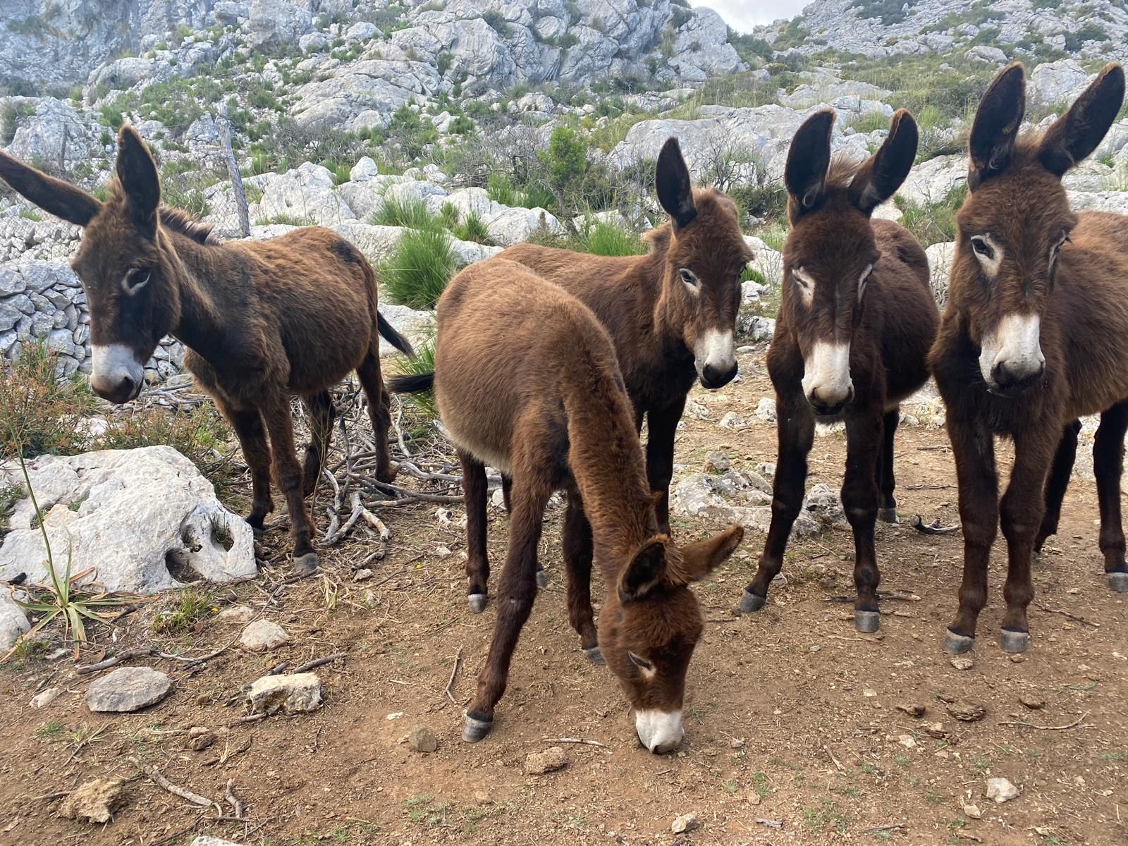 Serra de Tramuntana | La reserva biológica de Ariant, en imágenes