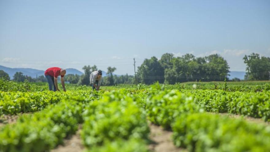 El campo asturiano, una amplia y diversa despensa