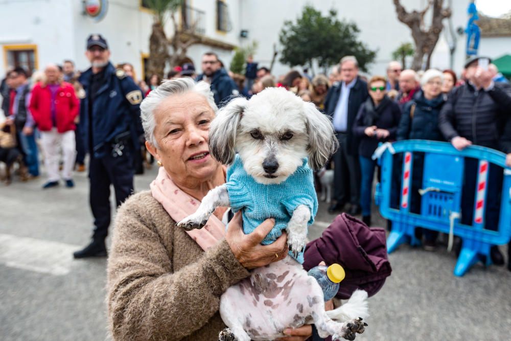 Benidorm celebra Sant Antoni