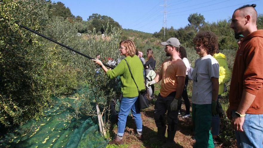 El ‘oro líquido’ de los olivares gallegos