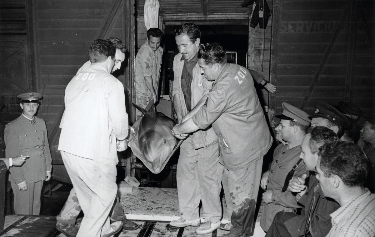 El primer delfín de Barcelona, instantes antes de ser depositado en la piscina, en 1965