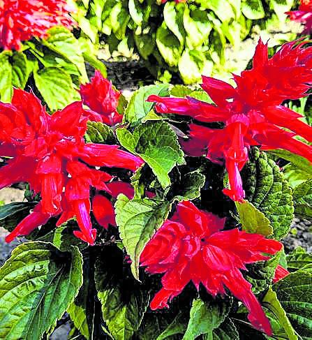 AGOSTO. La salvia roja (Salvia splendens), una preciosa planta de origen brasileño, la localizamos en el jardín de los sentidos. Contrasta el verde oscuro de sus hojas con el rojo escarlata de las flores, en forma de tubo y agrupadas en inflorescencias. Además, gracias a las buenas temperaturas de Málaga puede verse en floración hasta bien entrado el invierno.