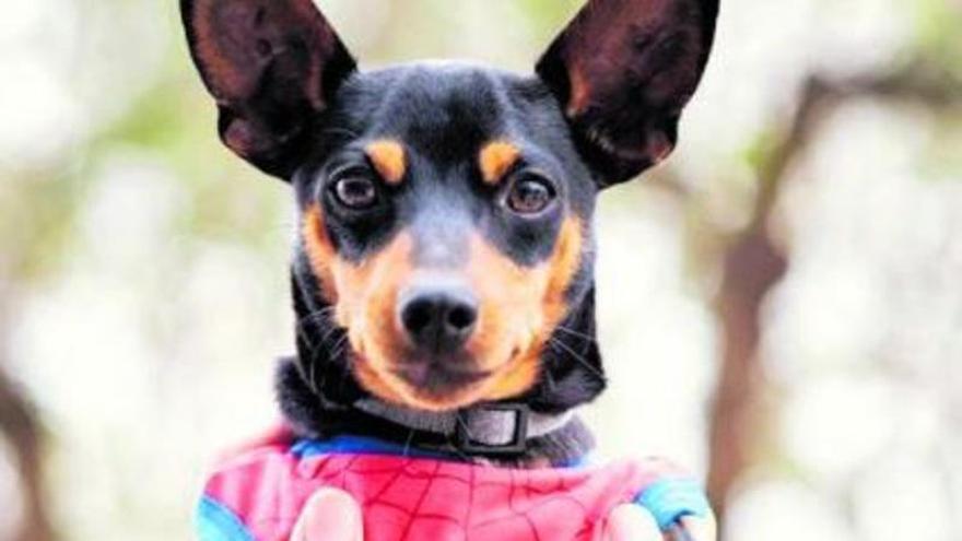 Las mascotas se visten de Spiderman