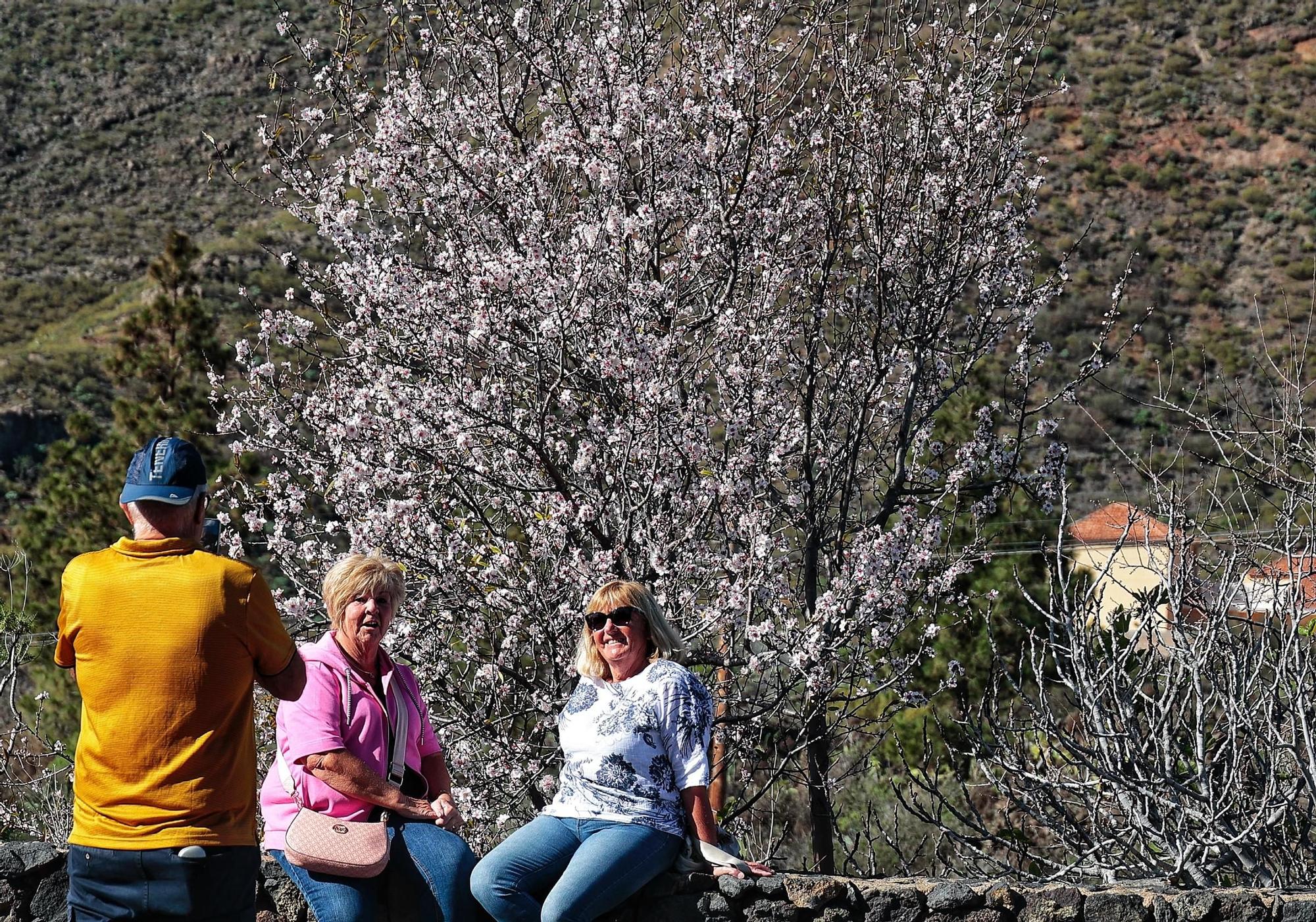 Pateos para ver el almendro en flor