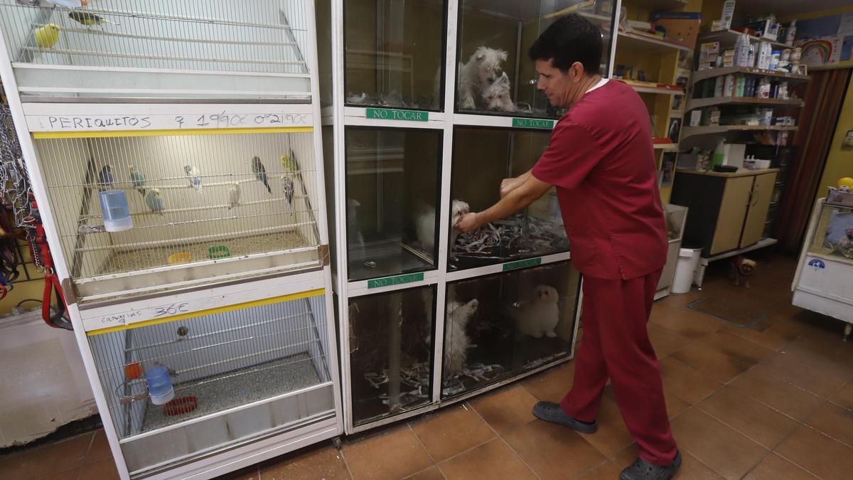 Víctor regenta la tienda de animales Don Bulldog, que prevé cerrar el próximo año a causa de la nueva ley animal.