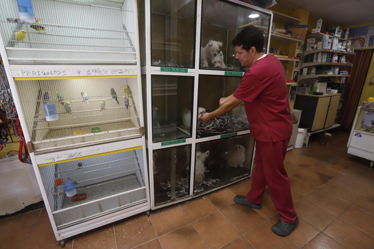 Víctor regenta la tienda de animales Don Bulldog, que prevé cerrar el próximo año a causa de la nueva ley animal.