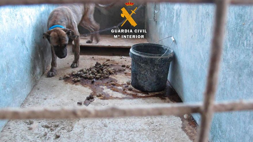 Matan a un perro de una protectora y roban otros tres