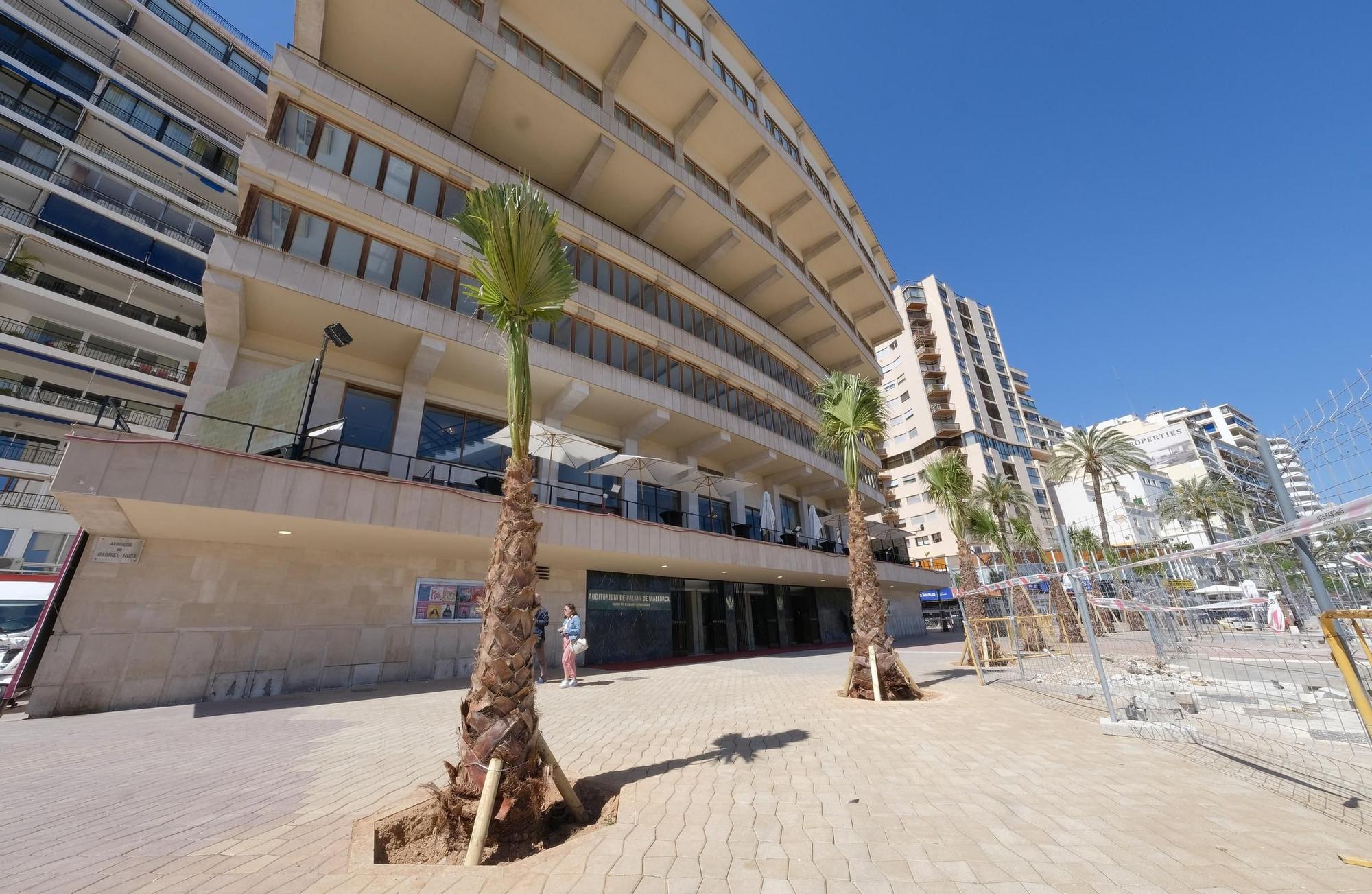 Obras en el Paseo Marítimo: Las fotos de las 29 palmeras plantadas frente al Auditòrium