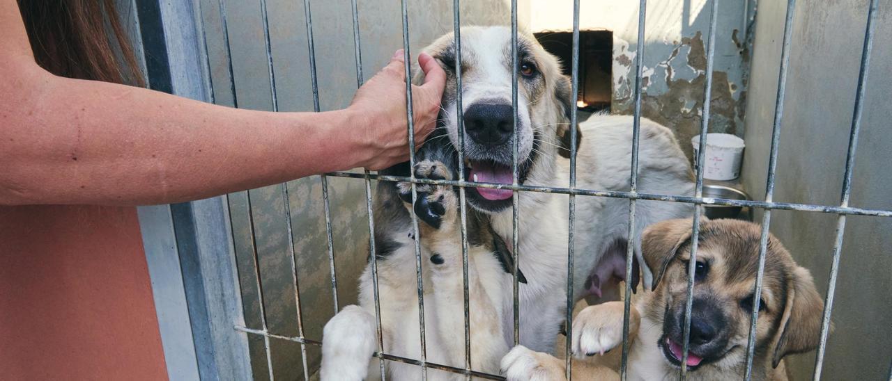 Perros del refugio de animales.