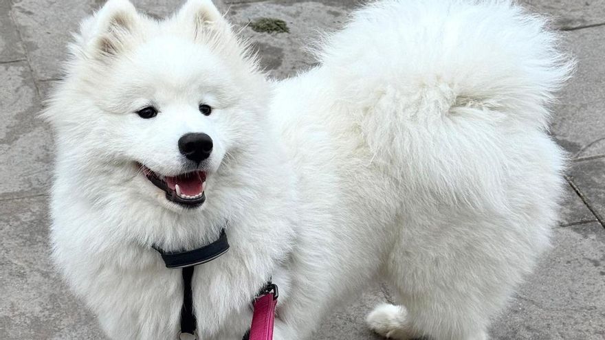 Sesiones fotográficas para salvar a Bimba, una perra de Alzira con problemas de cadera