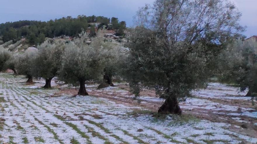 Aspecto de un campo en Utiel-Requena tras la granizada.