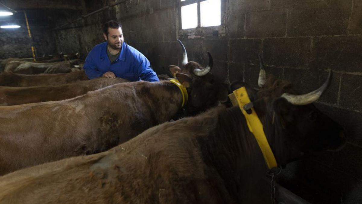 Fernando Caso, entre sus vacas.