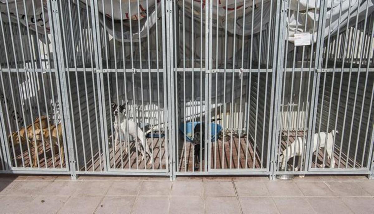 03/01/2019 ARUCAS. Albergue Insular de animales.  FOTO: J. PÉREZ CURBELO
