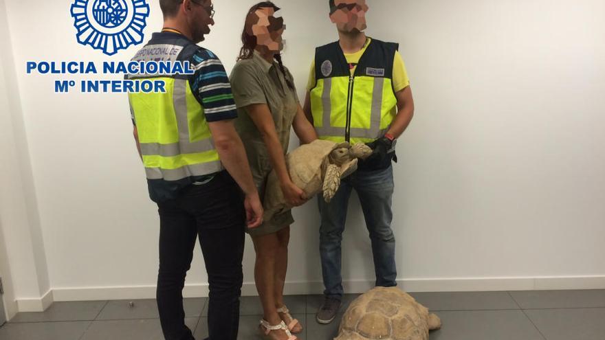 Agentes de la Policía Nacional devuelven las tortugas a su dueña