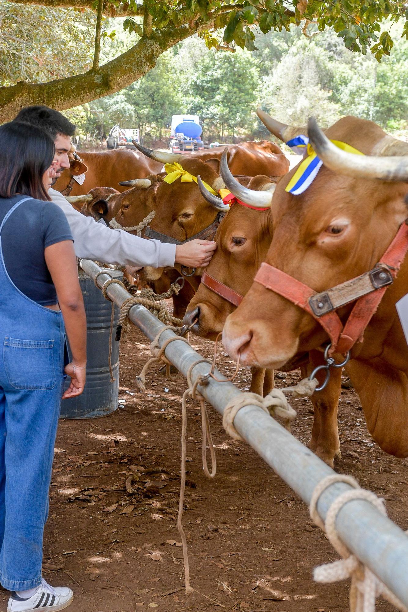 Feria de Ganado del Pino 2024 en Osorio