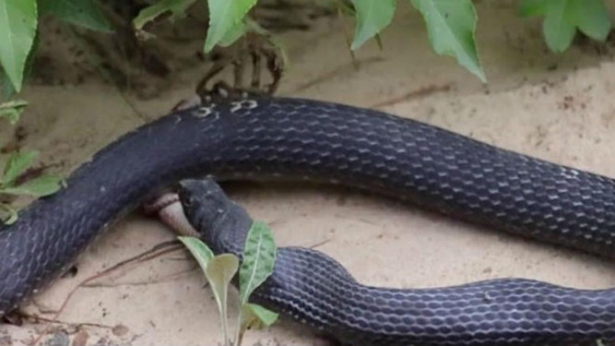 La serpiente protagonista del vídeo, poco antes de regurgitar.