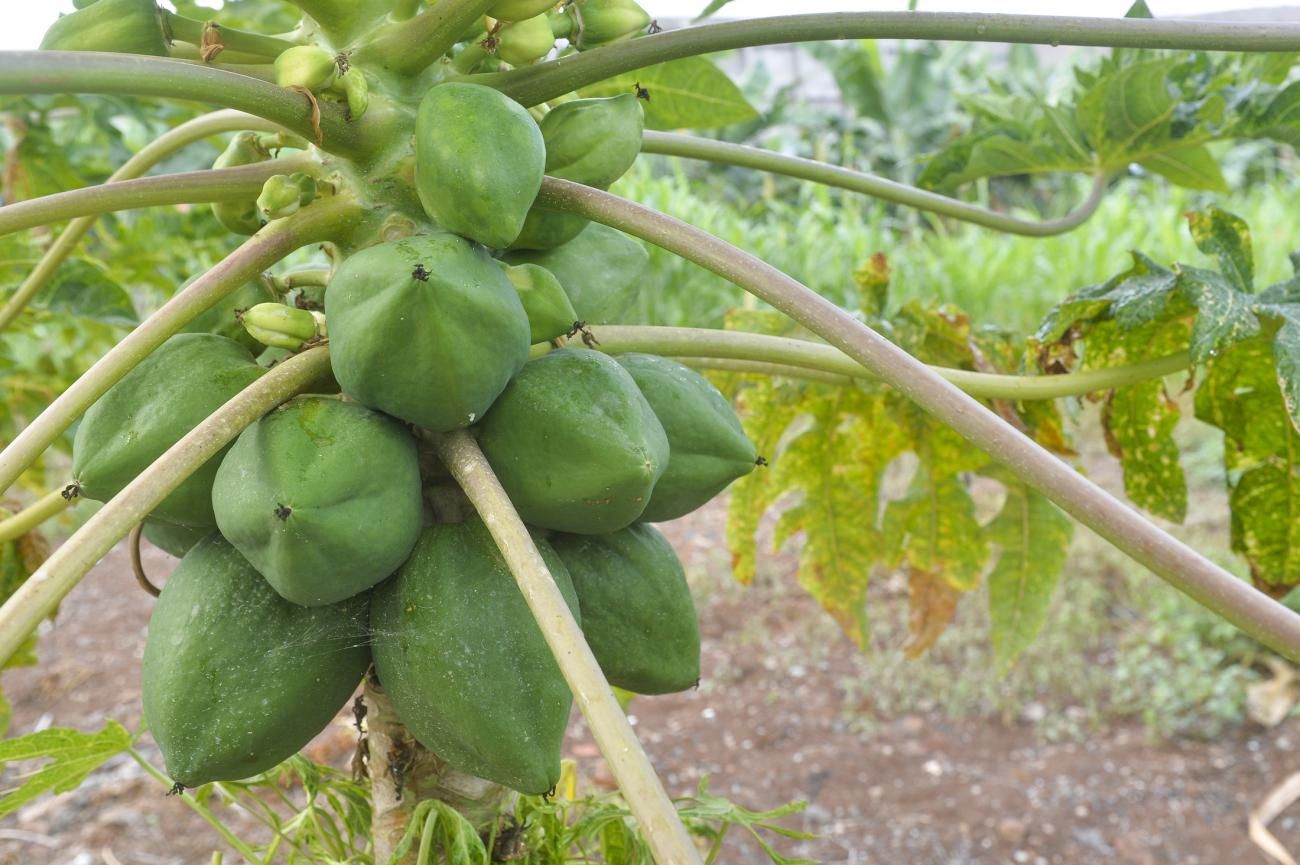 Finca agrícola Cercado Canario