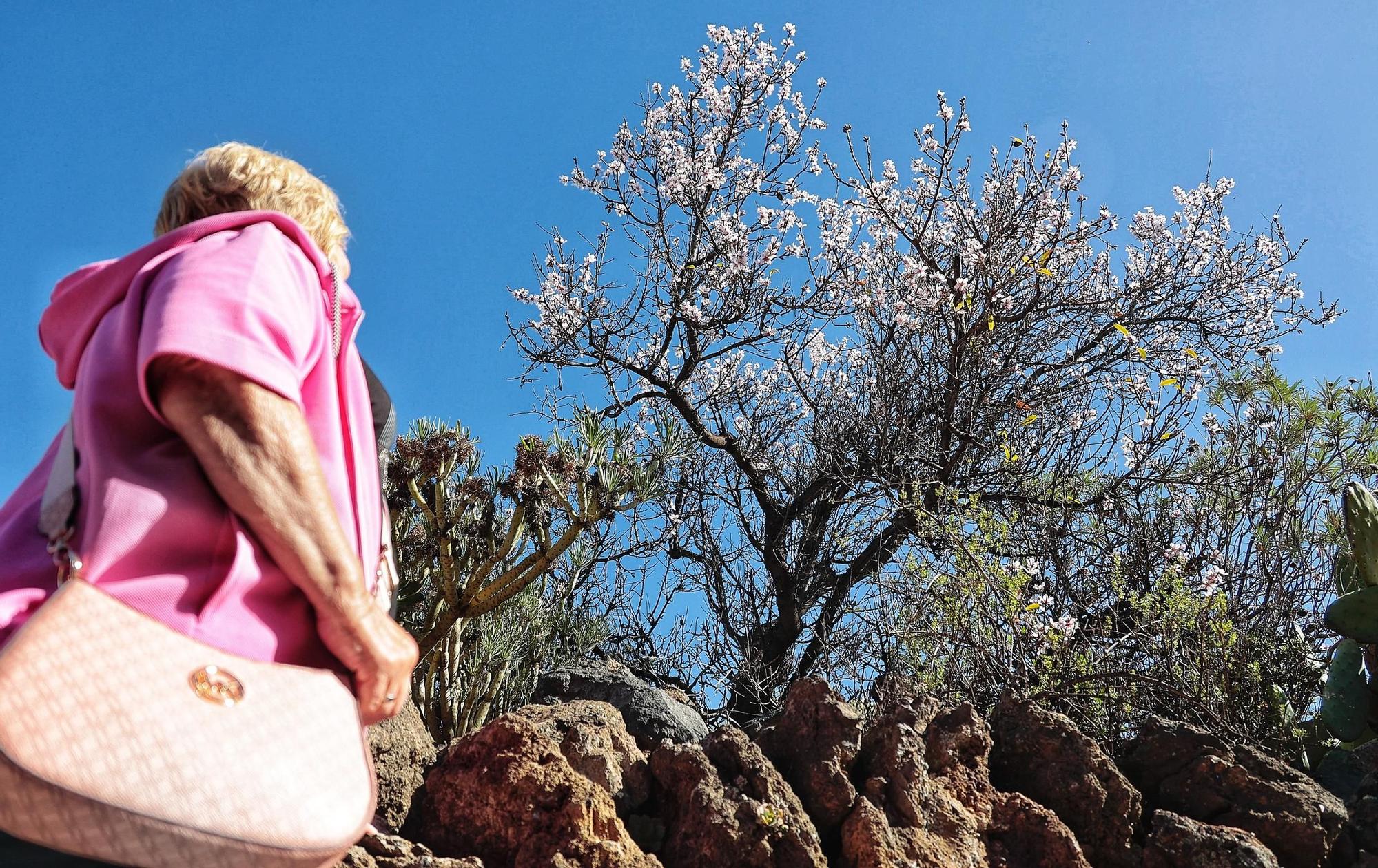 Pateos para ver el almendro en flor