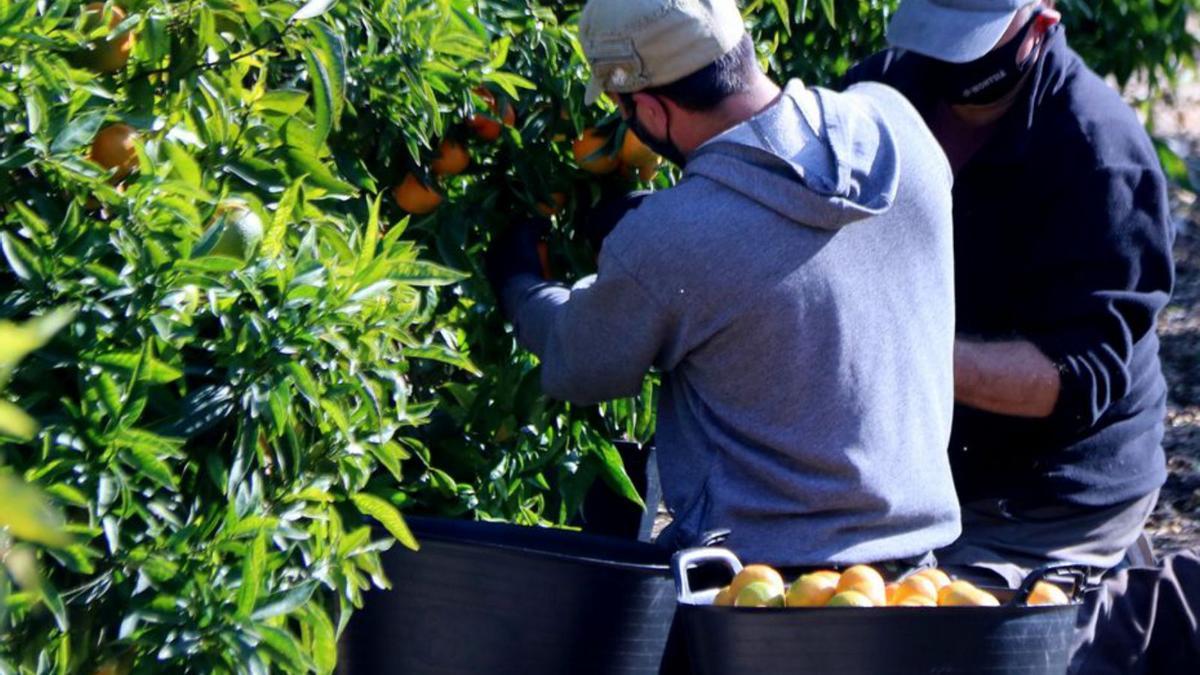 Treballadors cullen mandarines  | ARXIU/ACN
