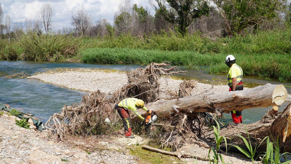 Trabajos en el río Túria de la CHJ.