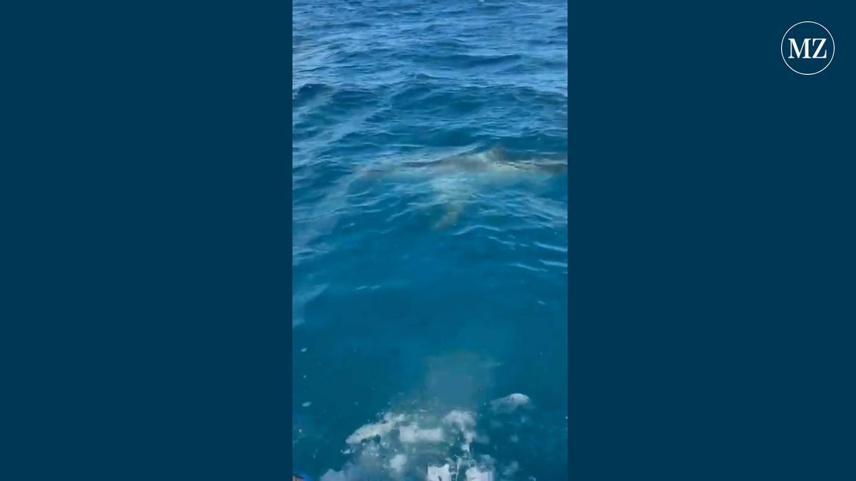 Ein großer Hai schwimmt unter Regatta-Seglern in der Bucht von Palma auf Mallorca