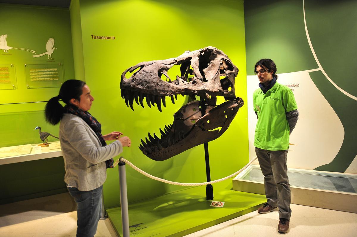 El museo paleontológico de Elche (MUPE) cumple 18 años y se están quedando sin espacio