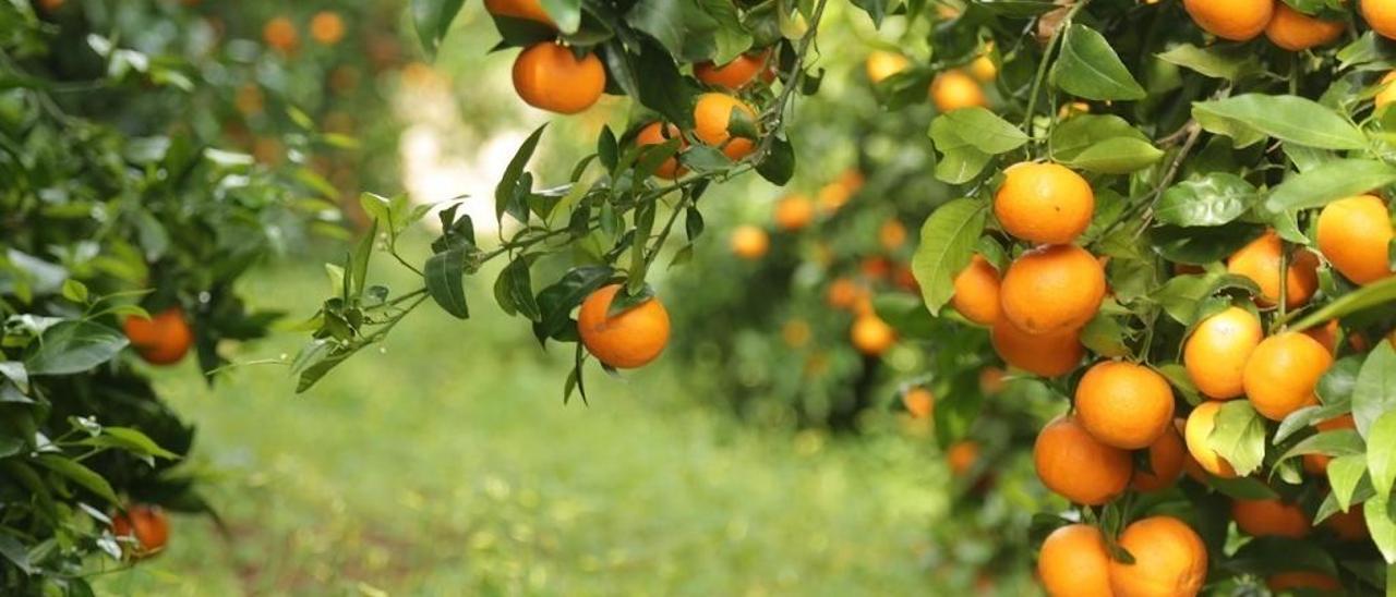 El caqui toca techo: algunos agricultores arrancan y vuelven a plantar naranjas