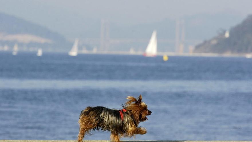 Un perro camina por la playa de Samil en Vigo // FDV